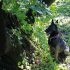 Cobra, a 3 éves Belga Malinois arra lett kiképezve, hogy kiszagolja a Laurel wilt betegséggel fertőzött fákat, még azelőtt, hogy a látható tünetek megjelennének. Ő és 2 holland juhászkutya megtalálják a tünetmentes, de fertőzött egyedeket. Ha egy beteg fát találnak, akkor leülnek mellé, jelezve, hogy beteg fát találtak. Fotó: Lara Cerri - Times