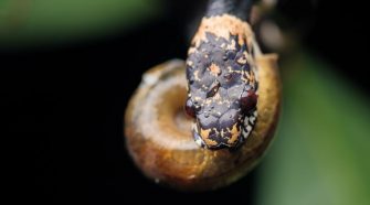 A csigaevő kígyóknak módosult állkapcsa van, hogy a csigák nyálkás testét ki tudják szívni a házukból.