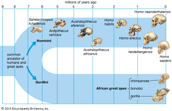 A Homo erectus több mint 1,8 millió évvel ezelőtt jelent meg Afrikában, eljutott Ázsiába és Európába, valamint Indonéziába is.