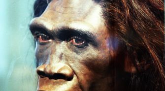 Lustaság és maradiság vezetett a Homo erectus kihalásához