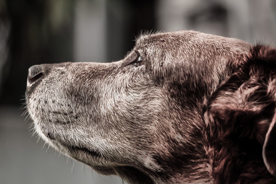 Miért figyelj az öregedő kutyára? - TUDOMÁNYPLÁZA