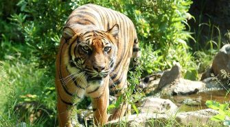 A sorozatos bűnelkövetők segíthetnek megmenteni a tigriseket
