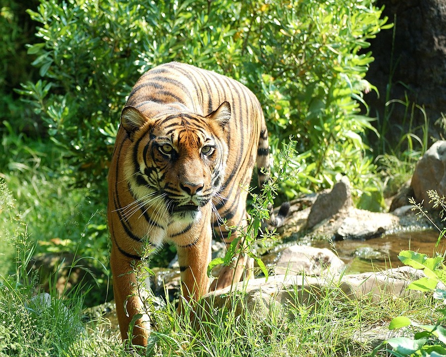 A sorozatos bűnelkövetők segíthetnek megmenteni a tigriseket