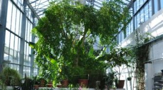 A Pécsi Tudományegyetem Botanikus Kertjének üvegházai trópusi hangulattal várják az érdeklődőket. Pécsi pálmaház