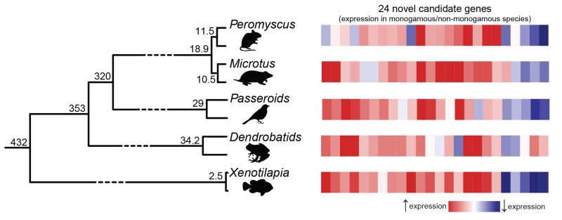 A monogámia receptje Az evolúció egyfajta univerzális formulát használt legalább öt alkalommal az elmúlt 450 millió évben az állatok monogámmá változtatásához. Ezt bizonyos gének aktivitásának megnövelését (piros), míg mások lecsökkentését (kék) jelenti az agyban. A kutatók öt közelrokon fajpárt vizsgáltak, köztük négy emlőst, két madarat, két békát és két halat. Minden fajpárnál egy monogám és egy nem-monogám fajból állt össze. A kutatók 24 gént azonosítottak, amelyek hasonló génexpressziós mintázatot mutattak a monogám fajok hímjeiben. Ábra: Texasi Egyetem (Austin, USA).