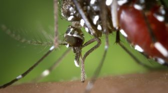A szúnyogok és mi, problémák és megoldások