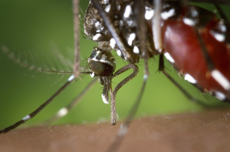 Szúnyogok, kullancsok (paraziták) – nem csak számunkra idegesítőek.