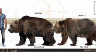 A modern ember őseinek 40 ezer évvel ezelőtti Európába érkezése egybeesett a barlangi medve számának gyors csökkenésével.