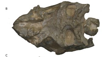 Általánosságban az Ngwevu abban különbözik az M. carinatus-tól , hogy sokkal robusztusabb koponyacsontja van, amint azt a csontok és a koponya hosszának különféle mérése mutatja