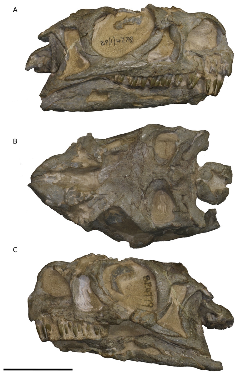 Általánosságban az Ngwevu abban különbözik az M. carinatus-tól , hogy sokkal robusztusabb koponyacsontja van, amint azt a csontok és a koponya hosszának különféle mérése mutatja