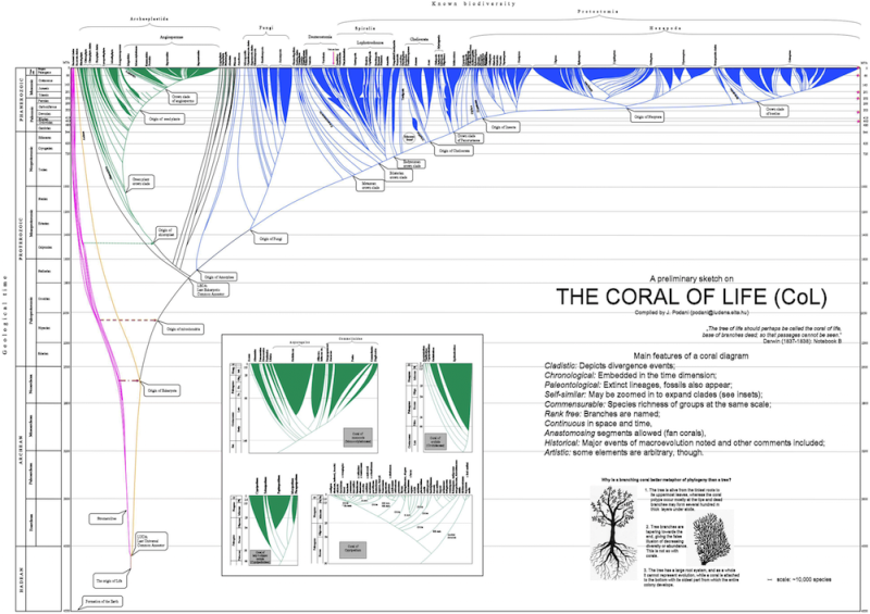 Az élet korallja prototípusa. Az ábra Microsoft Powerpoint felhasználásával készült egy kézzel rajzolt változat nyomán.