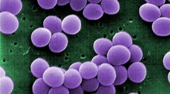 Staphylococcus aureus – gyószer a szuperbaktérium ellen