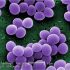 Staphylococcus aureus – gyószer a szuperbaktérium ellen