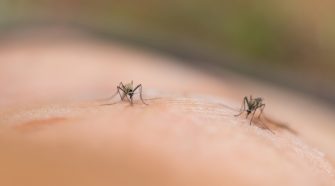 A Zika-láz terjedésének matematikai modellje