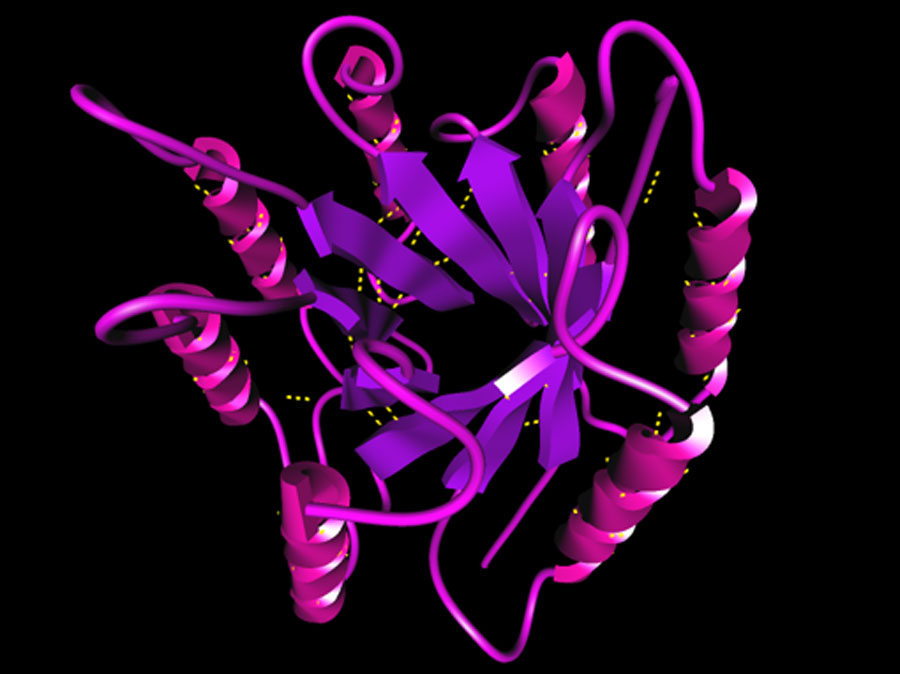 Az amiloid struktúra a fehérjék egy új téralkata