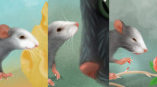 Az egerek arckifejezései érzelmek széles skáláját mutatják