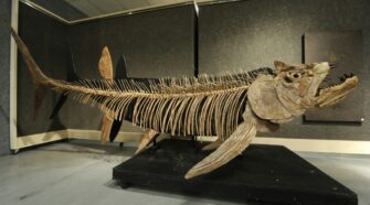 Hetvenmillió éves óriáshal kövületét fedezték fel Argentínában.