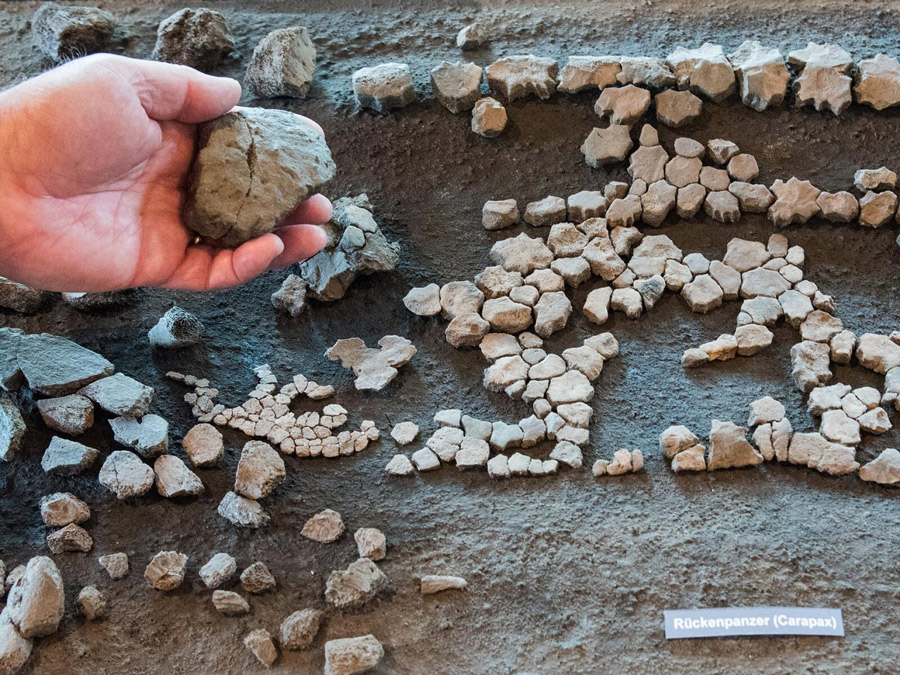 Tizenegymillió éves kérgesteknős maradványait találták meg