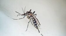 Tigrisszúnyogok felmérése - ismét a lakosság segítségét kérik