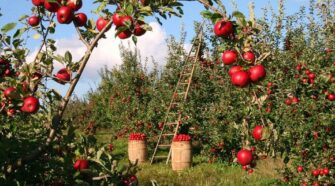 Az almakártevők szabályozása és a vadászpókok