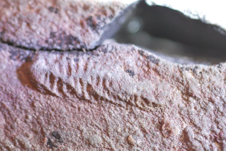 Bölcsődei rangeomorpha fosszíliája Forrás: livescience.com