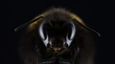 Búcsú a méhektől? – A méhcsaládok gyengülése
