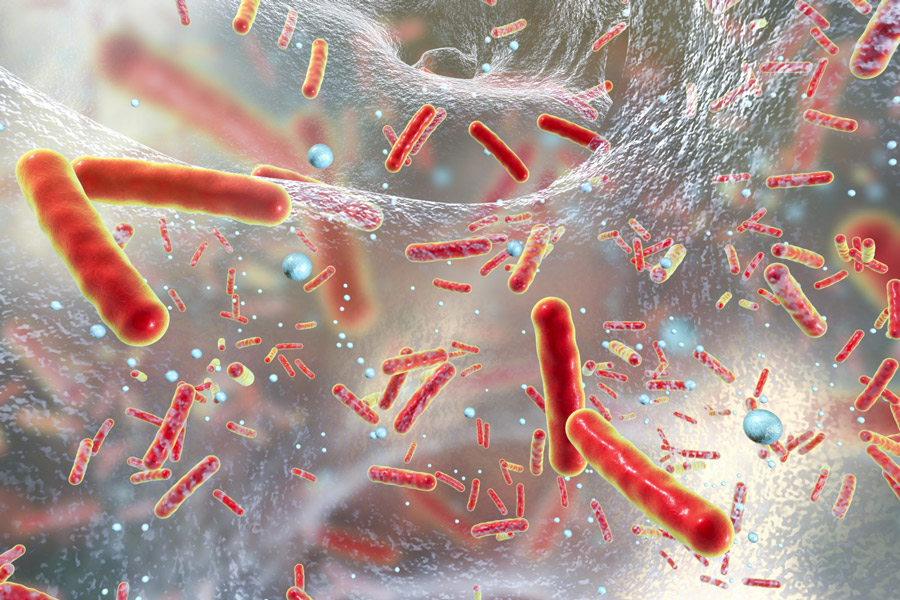 Coli baktériumok üzenetváltása ioncsatornáikon keresztül Forrás: Mind Matters News