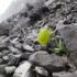 Fritillaria delavayi - Ember és növény találkozása az evolúciós hadszintéren