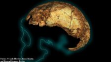 A legújabb, legrégibb homo erectus koponya felfedezése és annak hatása