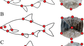 A képen az ezüstkárász (A), a bodorka (B) és a domolykó (C) sematikus képe és szkennelt pikkelye látható a rajtuk felvett mérőpontokkal, amik egymáshoz viszonyított elhelyezkedése jellemzi az alakot (Forrás: Dr. Staszny Ádám)