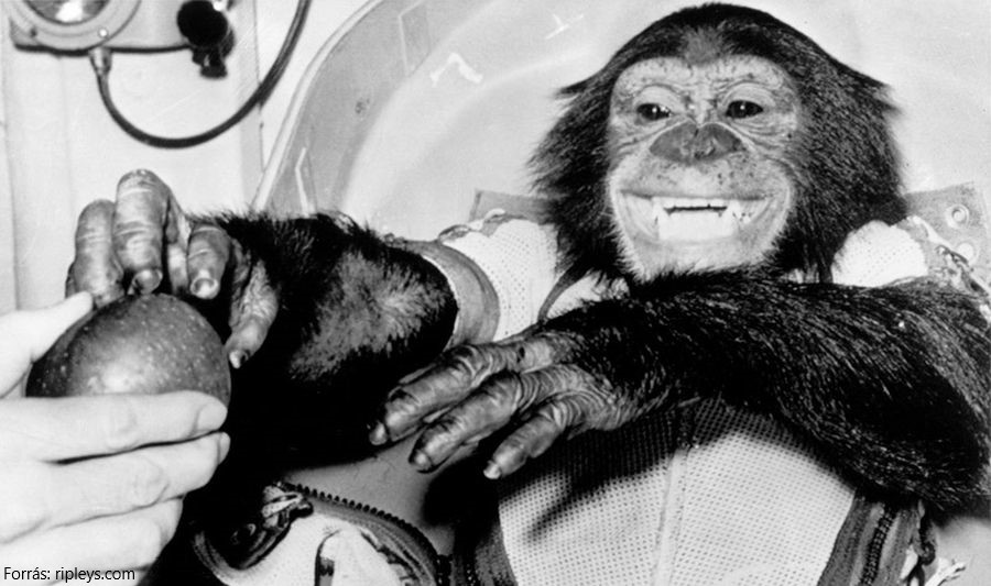 A NASA és az USAF állatai a világűrben – a majmok