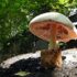 óriás bocskorosgomba, vagy tudományos nevén Volvariella bombycina nem véletlenül lett a 2021. év gombája