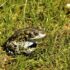 Zöld varangy – A 2021-es év kétéltűje