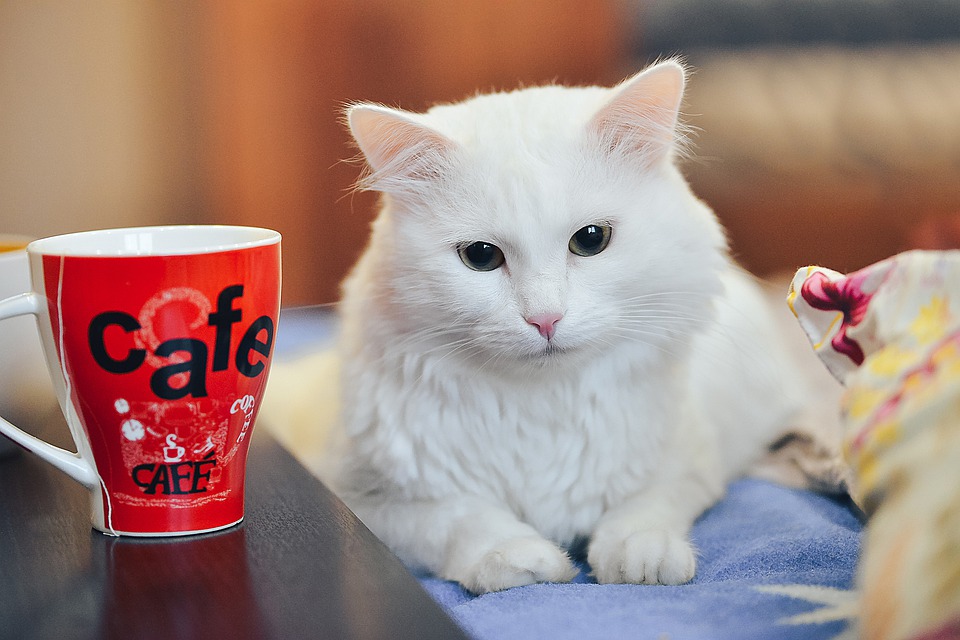 Azok a macskák, amelyek sokakkal éltek együtt, jellemzően kávézókban, nem válaszoltak hasonlóan a nevükre.