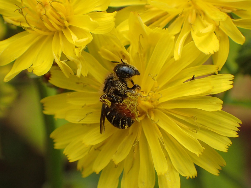 A Mentsük meg a méheket! mozgalom árnyoldala