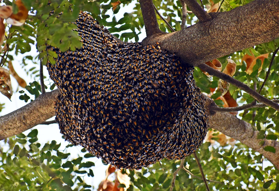 A nyugat-európai méhállomány csökkenésének egyetlen konkrét okát sem azonosították eddig hivatalosan.