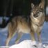 Japán farkas - A kutatókat megdöbbentették a legújabb kutyaeredet-adatok