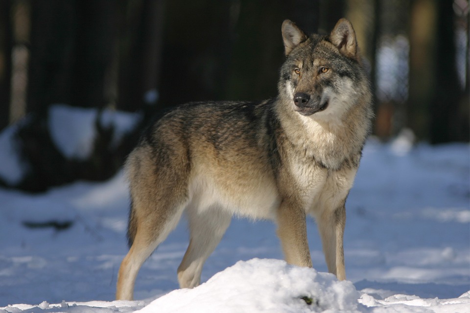 Japán farkas - A kutatókat megdöbbentették a legújabb kutyaeredet-adatok