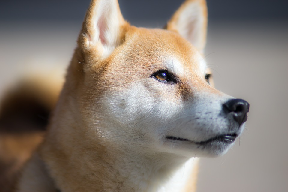 A japán farkas genomokat 11 japán kutya genomjával hasonlították össze, köztük a shiba inuéval, és más kutyafélékével, köztük más kutyák, rókák, prérifarkasok, dingók és farkasok genomjával.