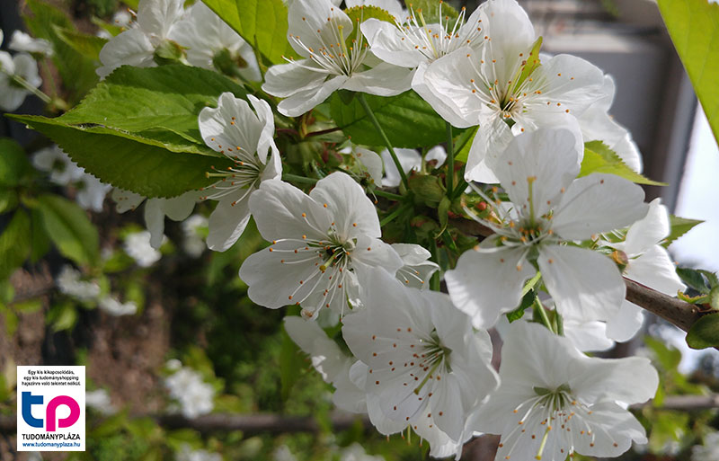 Tudomány a kertben - Tavaszi feladatok gyümölcsfák esetében