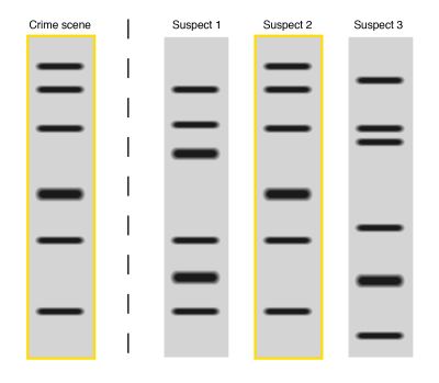 Adott szekvencia egyezőségének illusztrációja. Forrás: genome.gov