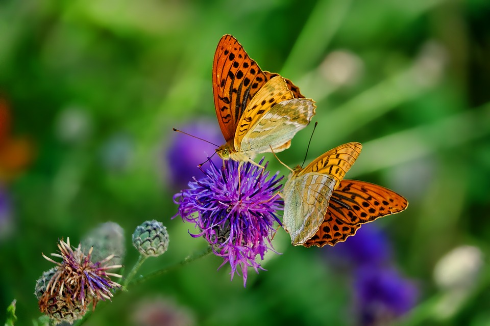 Európa virágainak beporzását azonban egyéb rovarcsoportok sokkal nagyobb mértékben látják el, mint a lepkék.
