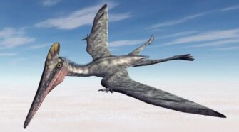 Ez a pteroszaurusz-felfedezés megoldja az ősi toll rejtélyét. - TudományPláza