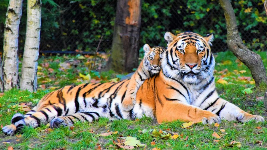 A fekete tigrishez a bengáli tigris alfaja áll a legközelebb! Forrás: pexels.com