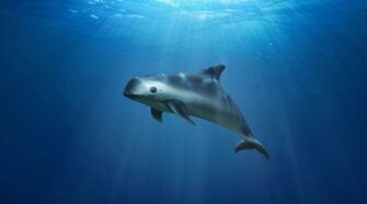 Csupán 10 Kaliforniai disznódelfin van életben - TudományPláza