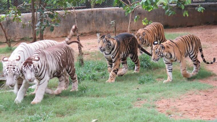 Tigrisek a Nandankanan Állatkertben: elől a szülők, hátul a gyermekeik. Forrás: www.prameyanews.com