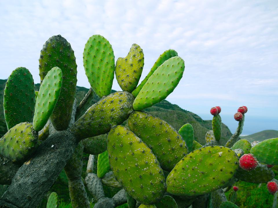 A kaktusz mint ultraszéles sávú antenna