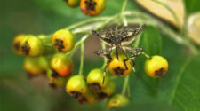 A lakosság segítségét kérve mérik fel az inváziós szipókás rovarfajok elterjedését és kártételét