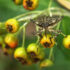 A lakosság segítségét kérve mérik fel az inváziós szipókás rovarfajok elterjedését és kártételét