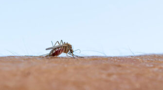A szúnyogok örökké érzik az emberszagot ez nagyon nagy probléma nekünk embereknek